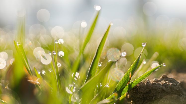 beleaf_nachhaltigkeit_stage